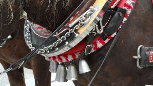 Harness For Horses Horses Reins Animals Ride