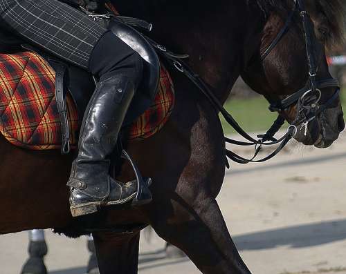 Harness Horse Breed Hutsul Bridle Halter Scold'S