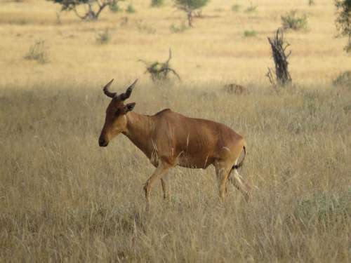 Hartebeest Africa Mammal Wildlife Nature Animal