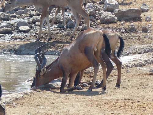 Hartebeest Animal Soak Antelope Water Hole Namibia