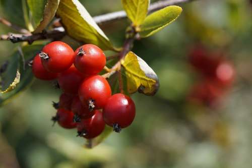 Haw Red Fruits Tree Berry Red Plant Close Up