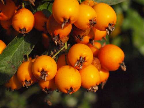 Haw Fruit Fruits Berries Sorbus Orange