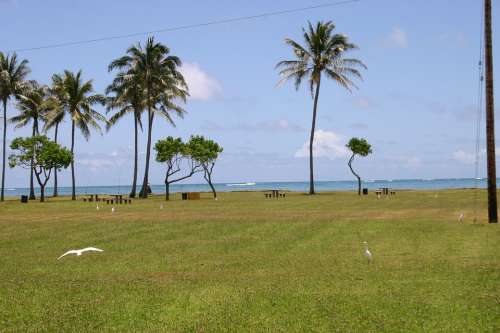 Hawaii Beach Palm Trees Sea Ocean