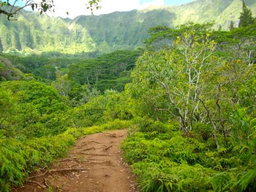Hawaii Hiking Path Pathway Trail Hike Hill