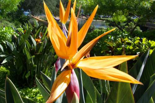 Hawaii Kauai Nature Plants Flowers