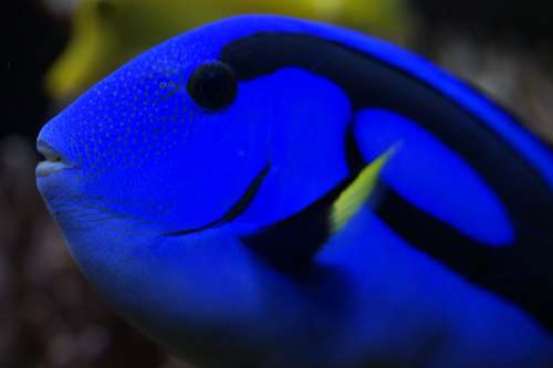 Hawaii Doctor Fish Surgeonfish Fish Close Up Blue