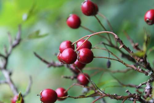 Hawthorn Berry Red Autumn Nature Branch Tree