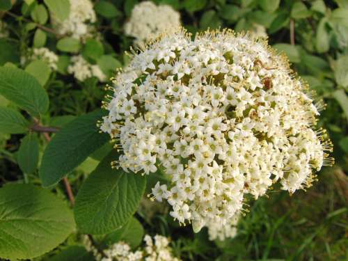 Hawthorn Flower Flowers Spring Blossom Bloom