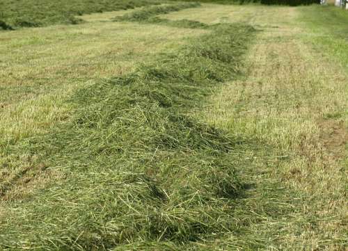 Hay Rows Together Meet Grass Forage Luftrocknung