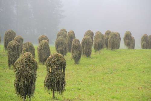 Hay Straw Grass Dried Grass Autumn Fog Mow