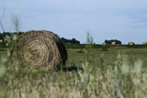Hay Bale Prairie Hay Bale Wheat Farm Rural Crop