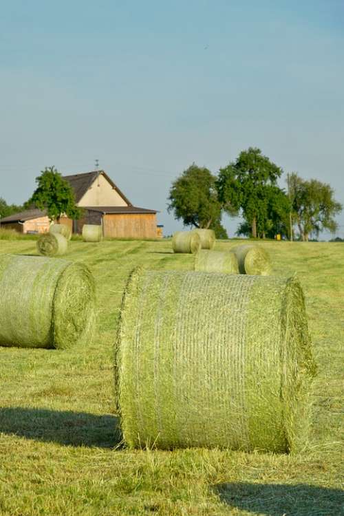 Hay Bales Straw Hay Agriculture Straw Bales Field