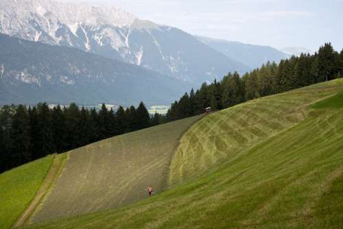 Hay Making Mountain Fields Tulfes Innsbruck