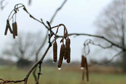 Hazelnut Seeds Bud Shoots Drop Of Water Drip
