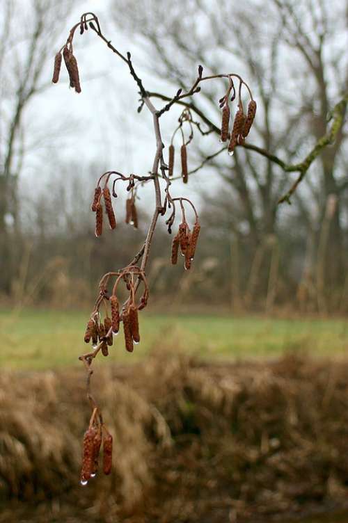 Hazelnut Seeds Bud Shoots Drop Of Water Drip