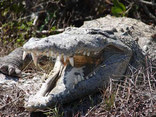 Head Crocodile Crocodiles Alligators Amphibians