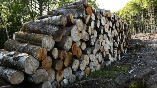 Heap Wood France Cup Sawn Trees Wood Pile Forest