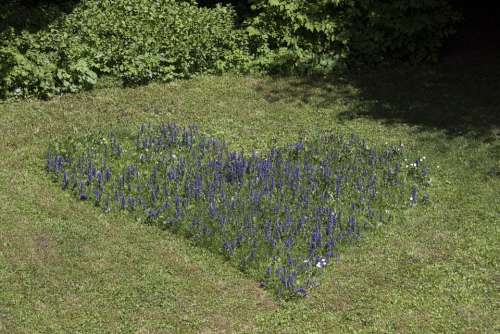 Heart Wild Sage Love Meadow Mowed Grass Green