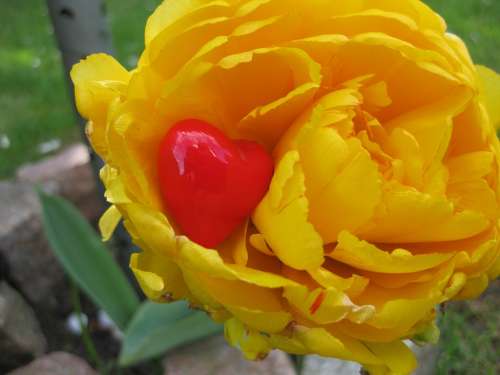 Heart Tulip Decoration Flower Plant Yellow Red