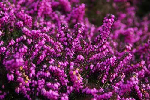 Heather Calluna Vulgaris Purple Shrub Flower Erica