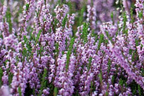 Heather Erika Flower Bloom Plant Garden Nature