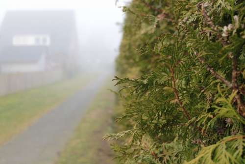 Hedge House Fog Away