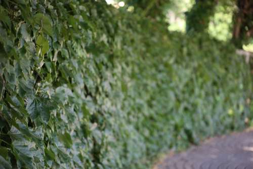 Hedge Green Trees Outdoors Landscape Leaves