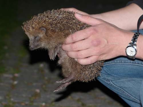 Hedgehog Animal Prickly Keep Hand Lift Hold Tight