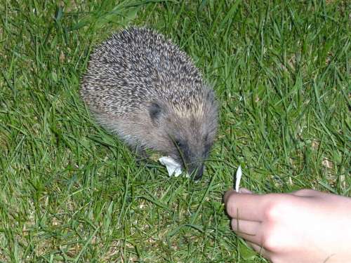 Hedgehog Animal Prickly Nature Rush Nocturnal