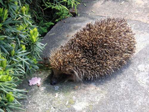 Hedgehog Animals Prickly Spiny Mammal Animal