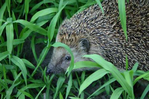 Hedgehog Animal Prickly Nature Blades Of Grass