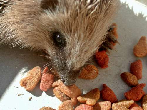 Hedgehog Animal Mammal Nature Fauna Spur Hannah