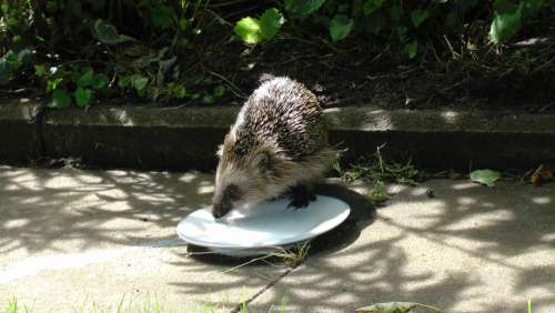 Hedgehog Mammal Cute Nager Garden Spur