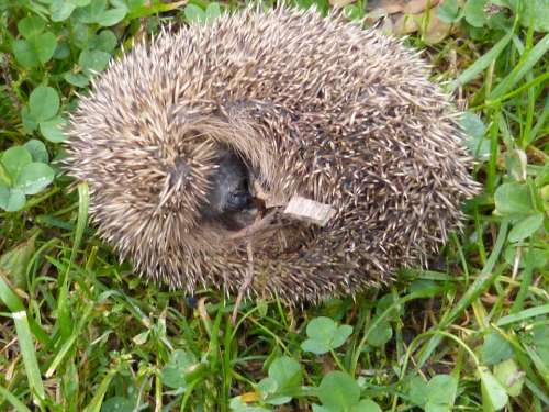Hedgehog Erinaceus Europaeus Spur Ball Animal