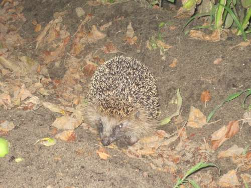 Hedgehog Spur Hibernation Nocturnal Animal Autumn