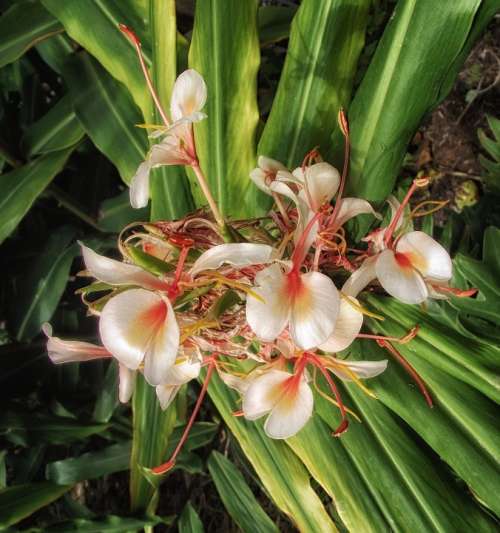 Hedychium Coronarium Flowers Plants Nature Outside