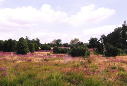 Heide Heather August Lüneburg Heathland Pink