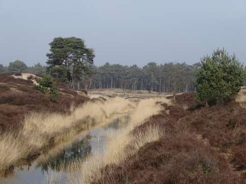 Heide Nature Green Trees Color English Landscape