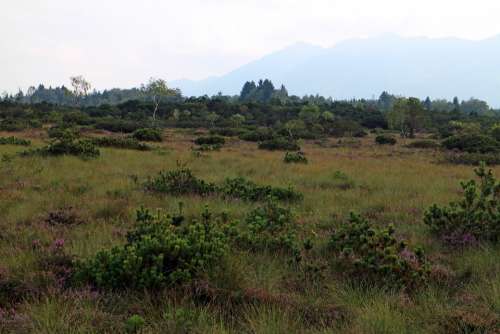 Heide Moor Landscape Nature Hiking Nature Reserve