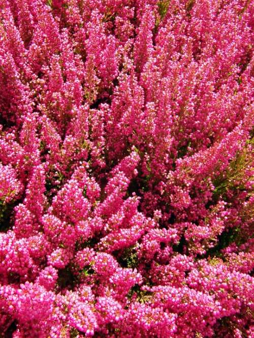 Heide Red Heather Bloom Autumn Color Strong Color