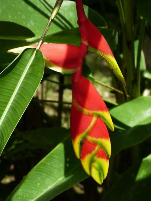 Heliconie Helikonie Flower Blossom Bloom Heliconia