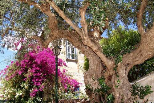 Hellas Kardamili Mediterranean Old Tree