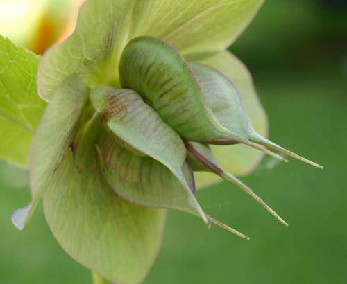 Hellebore Blossom Bloom Pods Plant Green