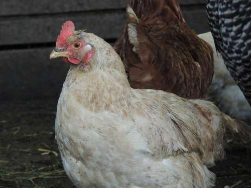 Hen Pet Poultry Feather Beak Farm