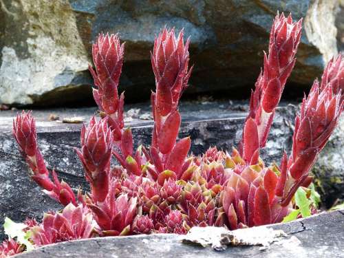 Hens And Chicks Hens And Chicks Succulent Flower