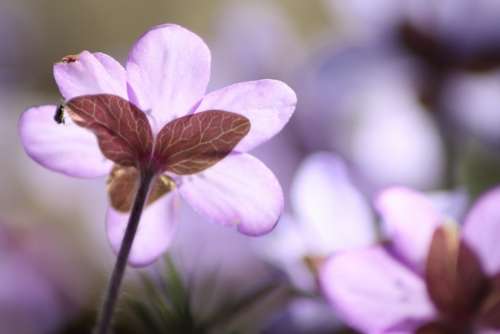 Hepatica Plant Flower Spring Spring Plant