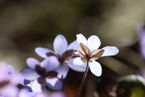 Hepatica Plant Flower Spring Spring Plant