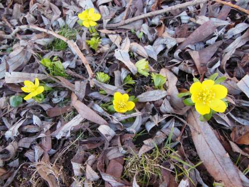 Herald Of Spring Flowers Eranthis Yellow Green