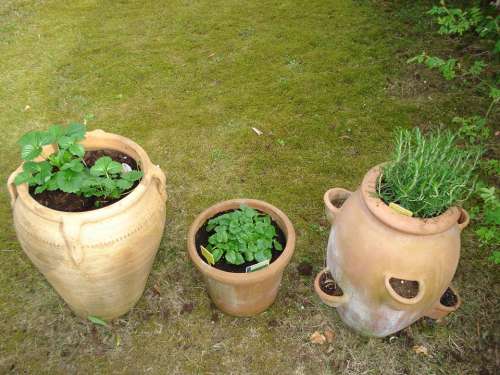 Herbs Healthy Pots Mediterranean Rosemary