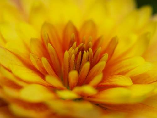 Herbstaster Yellow Blossom Bloom Close Up Orange